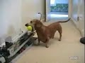Cool Dog Plays Fetch With Himself Cool Dog Plays Fetch With Himself