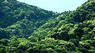 霧島市隼人町　新緑はじまる