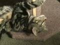 Dave: the cat