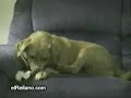 Perro Enojado !!! Perro Enojado !!!