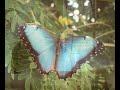 Elusive Butterfly