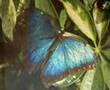 Elusive Butterfly