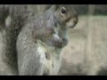 Part  ( 2 ) Squirrel video