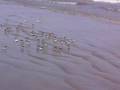Old Orchard Beach Maine: What are these birds?