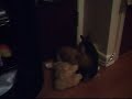 bunny train