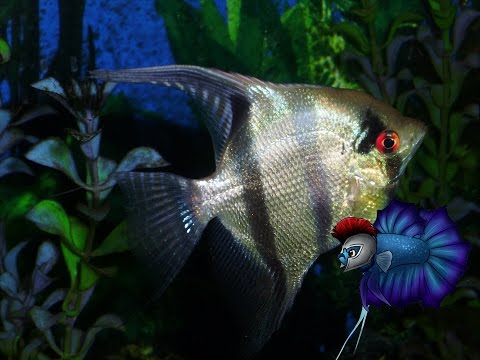 how to care angelfish