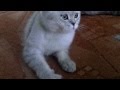 Silver British shorthair Chinchilla cat Charlie and Jerry [720p]