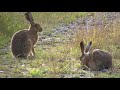 Good Hare Day - Cambridgeshire, Summer 2008.