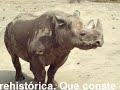 rinoceronte