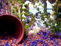 videos de Golden mystery snail taking a ride