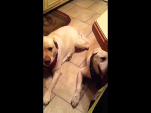 Yellow Labs Panting Together (Very Funny)