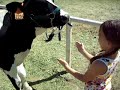 This cow is too much in love!