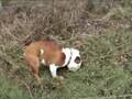 Bulldog Inglés video