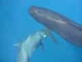 videos de Nager avec les dauphins en Méditerrannée avec Cala Rossa Dream / www.cala-rossa-dream.com