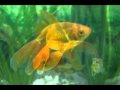 Aquarium Fische