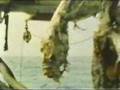 ＜サメ－Shark160－＞ニューネッシー