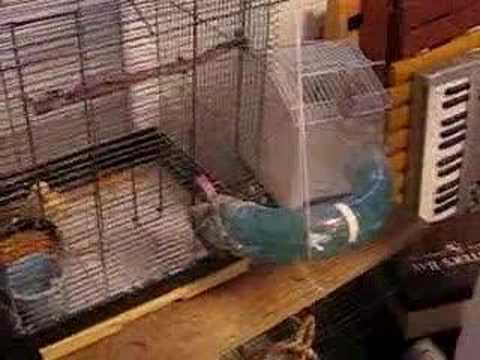 Lovebird Clicker Training: Laser Targeting behavior