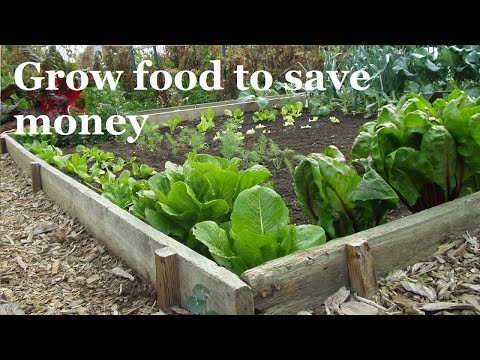 how to budget money for food