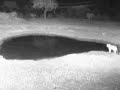 Lions on Africam (Part 2)