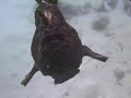 Friendly Frogfish