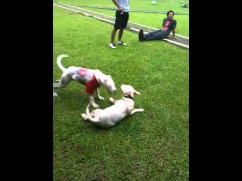dogo