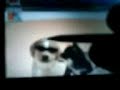 nintendogs labrador & friends ordenes no muy conocidas