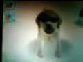 nintendogs labrador & friends ordenes no muy conocidas