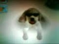 nintendogs labrador & friends ordenes no muy conocidas