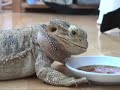 Lizards