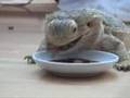 Lizards