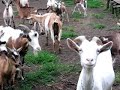 goat farm Fojnica, Ziegenfarm Fojnica
