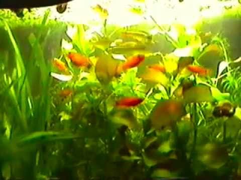 how to make a self sustaining aquarium