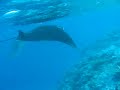 Swimming With Mantas Madivaru Maldives