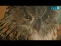 Vogelopvang De Mikke in Middelburg