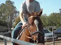 Riding Buster under saddle & tack for the first time.