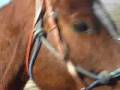 Riding Buster under saddle & tack for the first time.