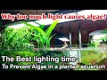 Best Aquarium Light To Prevent Algae
