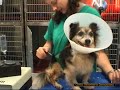 Trattamento di una lesione cutanea dolente in un cane con la