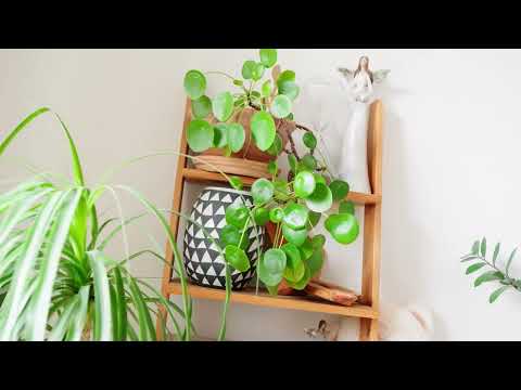 Video Prodej bytu 3+1, 69 m² - Uherské Hradiště