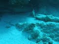 upclose shark
