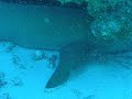 upclose shark