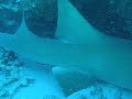 upclose shark