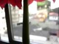videos de amaryllis flower 2008 três hastes de flor