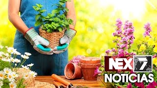 Viveros crecen cada día mas