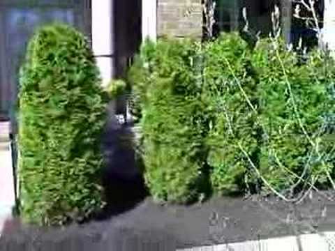 Landscaping 102 "Beechwood Commons" [When An Indian Does It
