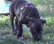 apbt-esp. net neron y kira surf