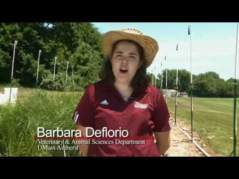 Protecting Water: Vegetative Filter