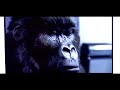 cadburys-gorilla-advert-aug-31st-2007-pulp-sport-parody.html