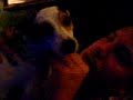 JOHN PANTLE AND EVIL DOGGIE