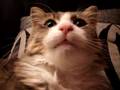 videos de Cute cat